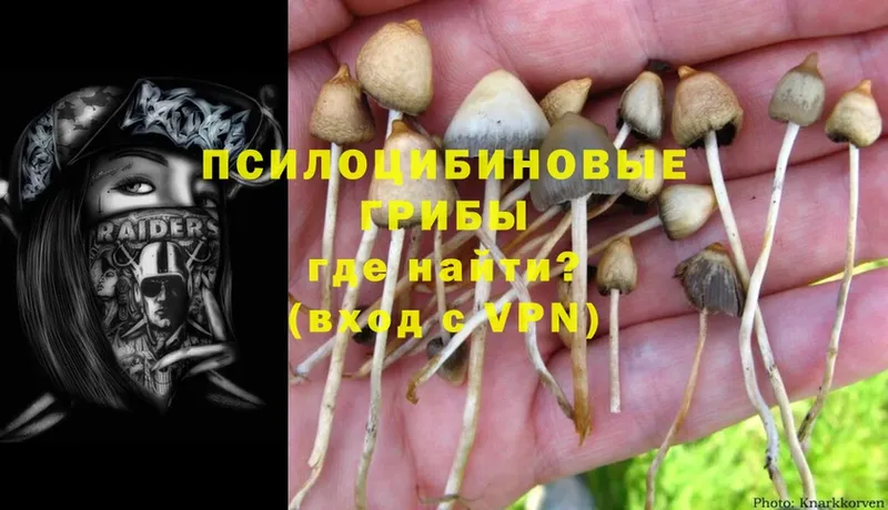 Галлюциногенные грибы Psilocybine cubensis  магазин продажи   MEGA tor  Канаш 